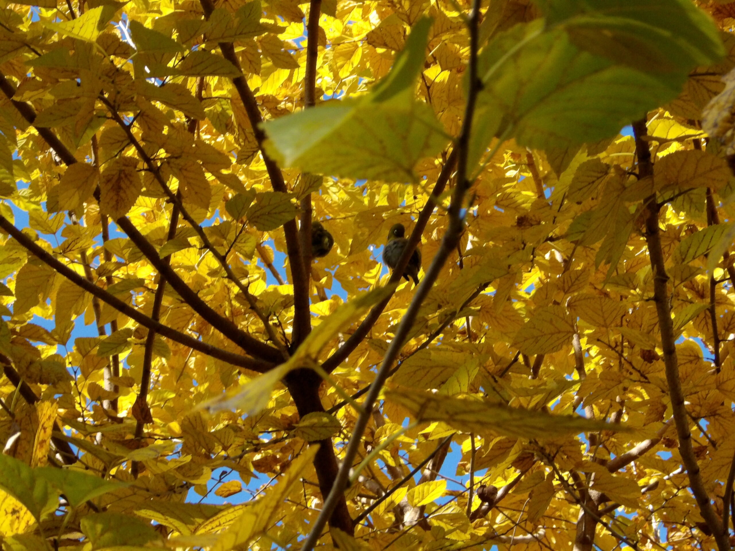 KODAK Digital Still Camera